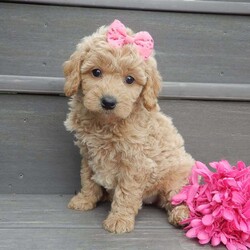 Jane/Mini Goldendoodle									Puppy/Female														/7 Weeks