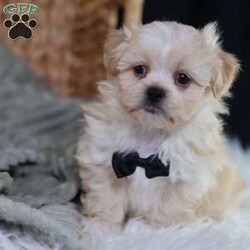 Hemi/Teddy Bear									Puppy/Male																/8 Weeks,To contact the breeder about this puppy, click on the “View Breeder Info” tab above.