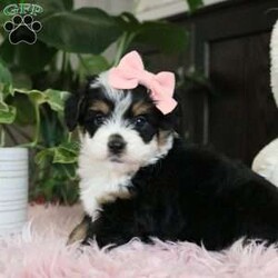 Emberly/Mini Bernedoodle									Puppy/Female														/7 Weeks,Meet Emberly, the sweetest little F1 Mini Bernadoodle! With her luxuriously soft coat that’s irresistible to touch and deep, soulful eyes full of love and mischief,she’ll steal your heart in an instant. Whether she’s playfully bouncing around the yard or snuggling up for a cozy nap, Emberly effortlessly fits into any lifestyle. Thanks to her Poodle smarts and Bernese devotion, she’s a quick learner who thrives on positive reinforcement. Whether mastering new tricks or simply wagging her tail in excitement at the sound of your voice, this little girl is ready to impress!