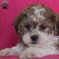 Preston/Teddy Bear									Puppy/Male																/8 Weeks,Preston is a happy Shichon puppy who loves to play! This cutie is socialized, family raised, and ready to meet you! Preston comes home with a 30 day health guarantee as well as an extended genetic health guarantee, both provided by the breeders. He has also been seen by a vet and is up to date on shots and de-wormer. Call Steven and Sadie Fisher today for more details and to schedule a visit to meet Preston!
