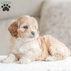 Karma/Cockapoo									Puppy/Female														/9 Weeks,Are you looking for a loveable and cuddly best friend? You will want to meet our family raised Cockapoos! They love to play and cuddle and will make a wonderful addition to your home. These puppies will be ready to go home on April 17th!