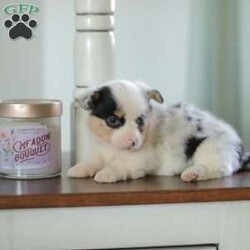 Callie/Pembroke Welsh Corgi									Puppy/Female														/5 Weeks,Are you looking for a new addition to your family? Our Corgi puppies make an adorable fit! These puppies are raised with our family and they receive lots of love and playtime from our children! They have sweet personalities and do very well with young children. Callie is a beautifull blue merle and is the only one in her litter.