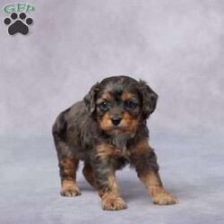 Bip/Cavapoo									Puppy/Male																/6 Weeks,Say hello to Bip, a sweet F1 Cavapoo with a cheerful heart and a lovable personality! Raised in a warm, caring environment, Bip has been surrounded by love and attention from day one. He’s well-socialized, friendly, and always ready to share a cuddle or chase a toy. Bip has been vet checked, is up to date on vaccines and dewormer, and is microchipped for your peace of mind. He also comes with a health guarantee to help you feel confident as you welcome him home. His parents are AKC registered and genetically health tested, so he has a strong, healthy background. Delivery options are available to make bringing Bip home easy and stress-free. If you’re looking for a loyal, playful friend—Bip is the one for you!