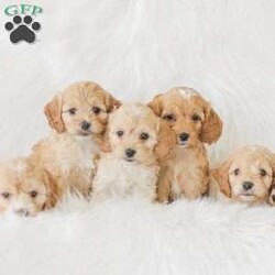 Karma/Cockapoo									Puppy/Female														/9 Weeks,Are you looking for a loveable and cuddly best friend? You will want to meet our family raised Cockapoos! They love to play and cuddle and will make a wonderful addition to your home. These puppies will be ready to go home on April 17th!