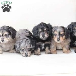 Benji/Dachshund Mix									Puppy/Male																/7 Weeks,To contact the breeder about this puppy, click on the “View Breeder Info” tab above.
