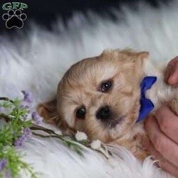 Hester/Teddy Bear									Puppy/Male																/8 Weeks,To contact the breeder about this puppy, click on the “View Breeder Info” tab above.