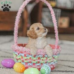 Karma/Cockapoo									Puppy/Female														/9 Weeks,Are you looking for a loveable and cuddly best friend? You will want to meet our family raised Cockapoos! They love to play and cuddle and will make a wonderful addition to your home. These puppies will be ready to go home on April 17th!