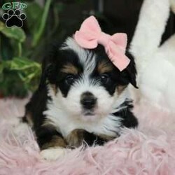 Emberly/Mini Bernedoodle									Puppy/Female														/7 Weeks,Meet Emberly, the sweetest little F1 Mini Bernadoodle! With her luxuriously soft coat that’s irresistible to touch and deep, soulful eyes full of love and mischief,she’ll steal your heart in an instant. Whether she’s playfully bouncing around the yard or snuggling up for a cozy nap, Emberly effortlessly fits into any lifestyle. Thanks to her Poodle smarts and Bernese devotion, she’s a quick learner who thrives on positive reinforcement. Whether mastering new tricks or simply wagging her tail in excitement at the sound of your voice, this little girl is ready to impress!