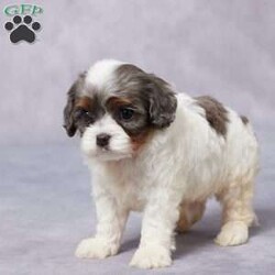 Dax/Cavapoo									Puppy/Male																/7 Weeks,Meet Dax, a sweet F1 Cavapoo with a heart full of love and a tail that never stops wagging! This little guy is raised in a happy, caring environment where he’s been showered with attention and snuggles. Dax is well-socialized, making him friendly and ready to bond with his new family. He’s been vet checked, is up to date on vaccines and dewormer, and is microchipped for peace of mind. His parents are AKC registered and have been genetically health tested, so you can feel confident about his background. Dax also comes with a health guarantee to help you start this journey worry-free. Whether you’re near or far, delivery options are available. If you’re looking for a loyal, lovable companion—Dax is your guy!