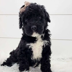 Nova/Portuguese Water Dog									Puppy/Female														/6 Weeks,Nova is a very playful little girl,She is very curious and loves to explore but also loves to cuddle.Both parents have been health tested and are clear.Please feel free to call or text for more info.