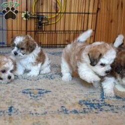 Preston/Teddy Bear									Puppy/Male																/8 Weeks,Preston is a happy Shichon puppy who loves to play! This cutie is socialized, family raised, and ready to meet you! Preston comes home with a 30 day health guarantee as well as an extended genetic health guarantee, both provided by the breeders. He has also been seen by a vet and is up to date on shots and de-wormer. Call Steven and Sadie Fisher today for more details and to schedule a visit to meet Preston!