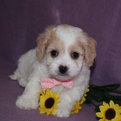 Daisy/Forever									Puppy/Female														/6 Weeks,Hello! My name is Daisy . I’m a outgoing playful puppy whose looking for a forever home.  My owner offers airline shipping and van delivery at a extra fee.  I sure hope you pick me and make me your furever companion.