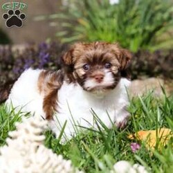 Maggie/Havanese									Puppy/Female														/6 Weeks,Meet Maggie, the most adorable AKC Havanese girl! With her sweet expression and a personality that shines, she will always be ready to brighten your day. Whether she’s trotting by your side, chasing after her favorite toy, or curling up in your lap for a nap, she will bring joy to every moment. This sweet girl will quickly become your shadow, following you wherever you go and showering you with affection. Havanese are known for their gentle, playful nature and Maggie is a beautiful example of everything we love about the breed!