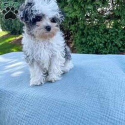 Tundra/Yorkie Poo									Puppy/Male																/16 Weeks,Meet Tundra. He is an adorable tiny puppy. Mom Mitzi is a yorkiepoo and weighs around 5 lbs. Dad is a mini poodle and weighs around 5 lbs as well. Tundra is well socialized and is very friendly and loves to be cuddled. He is up to date on shots and deworming. He was checked out by our vet from head to toe. Give us a call if you have any questions about Tundra or would like to adopt him. 