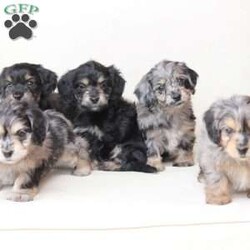 Benji/Dachshund Mix									Puppy/Male																/7 Weeks,To contact the breeder about this puppy, click on the “View Breeder Info” tab above.