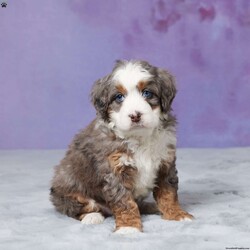 Skyler/Mini Bernedoodle									Puppy/Male																/7 Weeks,Hello there! I’m Skyler, a beautiful Blue Merle Mini Bernedoodle puppy and i would love to come home with you! Skyler is very happy, playful and very well socialized with children! I would love to fill your home with all of my puppy love! I have been vet checked, microchipped and am up to date on vaccinations and dewormings and will come with a one year genetic health guarantee. You’re welcome to stop by and look at these lovely Mini Bernedoodles anytime and see for yourself how much love they get!