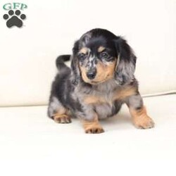 Tucker/Dachshund									Puppy/Male																/7 Weeks,To contact the breeder about this puppy, click on the “View Breeder Info” tab above.