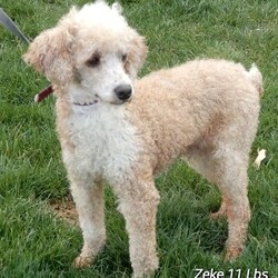 Jane/Mini Goldendoodle									Puppy/Female														/7 Weeks,Prepare to fall in love! My name is Jane and I’m the sweetest F1b mini goldendoodle! One look into my warm, loving eyes and at my super soft fluffy coat and I’ll be sure to have captured your heart already! I’m very happy, playful and very kid friendly and I would love to fill your home with all my puppy love!! I have a very sweet personality, and I love giving kisses. I stand out above the rest with my sweet, loving personality and my cute silvery apricot coat! I will come to you vet checked and up to date on all vaccinations and dewormings . I come with a 1-year guarantee with the option of extending it to a 3-year guarantee and shipping is available! My mother is Kona, an F1 Goldendoodle weighing 32# and my father is Zeke, a 10# mini Poodle and he is genetic tested clear! Both of my parents are very calm and kid friendly which will make me the same!! I will grow to approx. 18-22# and I will be hypoallergenic and non shedding!!!… Why wait when you know I’m the one for you? Call or text Martha to make me the newest addition to your family and get ready to spend a lifetime of tail wagging fun with me! (7% sales tax on in home pickups)