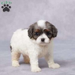 Dax/Cavapoo									Puppy/Male																/7 Weeks,Meet Dax, a sweet F1 Cavapoo with a heart full of love and a tail that never stops wagging! This little guy is raised in a happy, caring environment where he’s been showered with attention and snuggles. Dax is well-socialized, making him friendly and ready to bond with his new family. He’s been vet checked, is up to date on vaccines and dewormer, and is microchipped for peace of mind. His parents are AKC registered and have been genetically health tested, so you can feel confident about his background. Dax also comes with a health guarantee to help you start this journey worry-free. Whether you’re near or far, delivery options are available. If you’re looking for a loyal, lovable companion—Dax is your guy!
