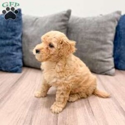 Piper/Mini Goldendoodle									Puppy/Female														/7 Weeks,Meet Piper! This sweet and adorable Mini Goldendoodle is looking for a forever family!