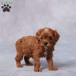 Grace/Cavapoo									Puppy/Female														/5 Weeks,Meet Grace, a gentle F1 Cavapoo with a heart full of love and a tail that never stops wagging! Raised in a caring, hands-on environment, Grace is used to cuddles, playtime, and lots of human attention. She’s been well socialized, so she’s friendly, confident, and ready to bond with her forever family. Grace is vet checked, microchipped, and up to date on vaccines and dewormer, giving you peace of mind as she joins your home. She also comes with a health guarantee for added reassurance. Her parents are AKC registered and have been genetically health tested, so quality runs in the family. Whether you’re near or far, delivery options are available. Grace is more than just a puppy—she’s a loyal companion waiting to meet you!