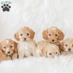 Karma/Cockapoo									Puppy/Female														/9 Weeks,Are you looking for a loveable and cuddly best friend? You will want to meet our family raised Cockapoos! They love to play and cuddle and will make a wonderful addition to your home. These puppies will be ready to go home on April 17th!