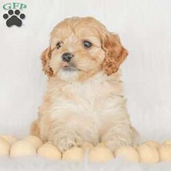 Karma/Cockapoo									Puppy/Female														/9 Weeks,Are you looking for a loveable and cuddly best friend? You will want to meet our family raised Cockapoos! They love to play and cuddle and will make a wonderful addition to your home. These puppies will be ready to go home on April 17th!