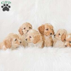 Karma/Cockapoo									Puppy/Female														/9 Weeks,Are you looking for a loveable and cuddly best friend? You will want to meet our family raised Cockapoos! They love to play and cuddle and will make a wonderful addition to your home. These puppies will be ready to go home on April 17th!