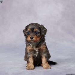 Bip/Cavapoo									Puppy/Male																/6 Weeks,Say hello to Bip, a sweet F1 Cavapoo with a cheerful heart and a lovable personality! Raised in a warm, caring environment, Bip has been surrounded by love and attention from day one. He’s well-socialized, friendly, and always ready to share a cuddle or chase a toy. Bip has been vet checked, is up to date on vaccines and dewormer, and is microchipped for your peace of mind. He also comes with a health guarantee to help you feel confident as you welcome him home. His parents are AKC registered and genetically health tested, so he has a strong, healthy background. Delivery options are available to make bringing Bip home easy and stress-free. If you’re looking for a loyal, playful friend—Bip is the one for you!