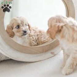Karma/Cockapoo									Puppy/Female														/9 Weeks,Are you looking for a loveable and cuddly best friend? You will want to meet our family raised Cockapoos! They love to play and cuddle and will make a wonderful addition to your home. These puppies will be ready to go home on April 17th!