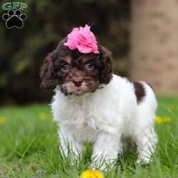 Grace/Cockapoo									Puppy/Female														/8 Weeks,Meet Grace, the little bundle of joy who will steal your heart! With a coat as soft as a cloud and eyes that sparkle with mischief, she is the definition of Cockapoo cuteness. This little fluffster is not just a pet she’s a tiny companion ready to fill your days with laughter and love. Her presence has a calming, happy, and relaxing effect, and her dainty paws scamper with excitement as her tail wags like a happy little dance, spreading cheer and sunshine everywhere she goes!