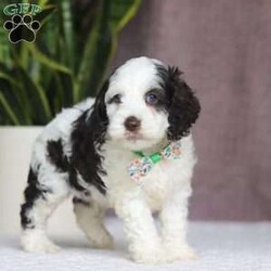 Ricky/Cockapoo									Puppy/Male																/6 Weeks,Say hello to Ricky! This sweet Cockapoo is full of life and personality. Whether he’s trotting through the yard or cuddling close after a playful romp, he brings the perfect blend of energy and affection to every moment. His cheerful spirit and loving nature make him a wonderful match for anyone looking for a sweet and playful sidekick!