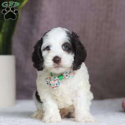 Ricky/Cockapoo									Puppy/Male																/6 Weeks,Say hello to Ricky! This sweet Cockapoo is full of life and personality. Whether he’s trotting through the yard or cuddling close after a playful romp, he brings the perfect blend of energy and affection to every moment. His cheerful spirit and loving nature make him a wonderful match for anyone looking for a sweet and playful sidekick!