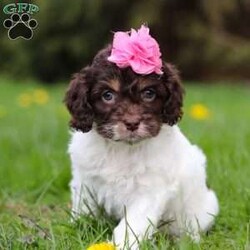 Grace/Cockapoo									Puppy/Female														/8 Weeks,Meet Grace, the little bundle of joy who will steal your heart! With a coat as soft as a cloud and eyes that sparkle with mischief, she is the definition of Cockapoo cuteness. This little fluffster is not just a pet she’s a tiny companion ready to fill your days with laughter and love. Her presence has a calming, happy, and relaxing effect, and her dainty paws scamper with excitement as her tail wags like a happy little dance, spreading cheer and sunshine everywhere she goes!