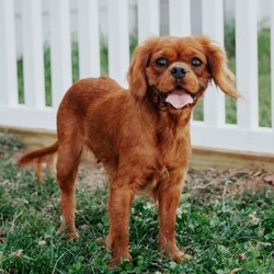 Opal/Cavapoo									Puppy/Male																/10 Weeks,Do you love Cavaliers but struggle with their heavy shedding? Then take a look at this puppy. With their poodle hair coat and the Cavaliers’ happy personality, they are sure to please.
