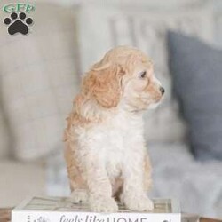 Bo/Cockapoo									Puppy/Male	/11 Weeks,Are you looking for a loveable and cuddly best friend? You will want to meet our family raised Cockapoos! They love to play and cuddle and will make a wonderful addition to your home. These puppies will be ready to go home on April 17th!