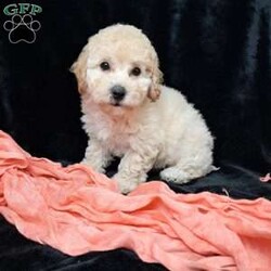 Nova/Bich-Poo									Puppy/Female	/13 Weeks,         Hi, I’m nova just look at my beautiful coat!!  I’m a sweet little tot .. I have an awesome Personality I’m playful I would love to cuddle on your lap ,and go places with you.. I am vet  check by a professional Veterinarian  , I’m up to date on vaccines and dewormer , Also microchipped, My dad weighs 13 pounds.My mom weighs 9.65 pounds .. I would love for you to come meet me , To schedule an appointment please call      