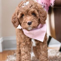 Gracie/Mini Goldendoodle									Puppy/Female	/7 Weeks,These adorable puppies are filled with curiosity and energy that will keep you on your toes! Their playful nature and eagerness for exploration make every day an adventure with these little furballs. Spoiled with lots of love and attention, they have started crate training and litter box training early on, showing remarkable progress and adaptability. Watching them learn and grow is a heartwarming experience, reminding you that the little things in life truly matter. Get ready for endless cuddles, wiggling tails, and puppy kisses as these charming pups bring unending joy and excitement into your home.