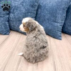 Amelia/Mini Bernedoodle									Puppy/Female	/11 Weeks,Hello there! I’m Amelia, a beautiful Blue Merle Mini Bernedoodle puppy and i would love to come home with you! Amelia is very happy, playful and very well socialized with children! I would love to fill your home with all of my puppy love! I have been vet checked, microchipped and am up to date on vaccinations and dewormings and will come with a one year genetic health guarantee. You’re welcome to stop by and look at these lovely Mini Bernedoodles anytime and see for yourself how much love they get!