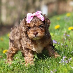 Angel/Cockapoo									Puppy/Female	/7 Weeks,Meet this beautiful Cockapoo puppy, Angel! She is a perfect bundle of joy with a bubbly, playful personality and an irresistibly lush coat. Full of charm and energy, this little one is always ready for an adventure or a cuddle, making every day brighter with tail wags and puppy kisses. With their affectionate nature and cheerful spirit, they’re the perfect companion for families, couples, or anyone looking for a loyal, loving friend. This gorgeous pup is sure to turn heads and steal hearts wherever they go!