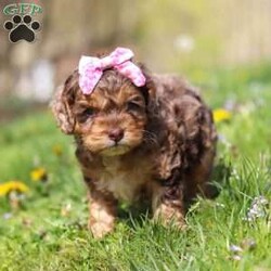 Angel/Cockapoo									Puppy/Female	/7 Weeks,Meet this beautiful Cockapoo puppy, Angel! She is a perfect bundle of joy with a bubbly, playful personality and an irresistibly lush coat. Full of charm and energy, this little one is always ready for an adventure or a cuddle, making every day brighter with tail wags and puppy kisses. With their affectionate nature and cheerful spirit, they’re the perfect companion for families, couples, or anyone looking for a loyal, loving friend. This gorgeous pup is sure to turn heads and steal hearts wherever they go!