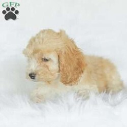 Bo/Cockapoo									Puppy/Male	/11 Weeks,Are you looking for a loveable and cuddly best friend? You will want to meet our family raised Cockapoos! They love to play and cuddle and will make a wonderful addition to your home. These puppies will be ready to go home on April 17th!