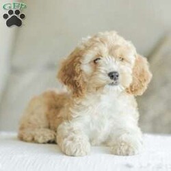 Bo/Cockapoo									Puppy/Male	/11 Weeks,Are you looking for a loveable and cuddly best friend? You will want to meet our family raised Cockapoos! They love to play and cuddle and will make a wonderful addition to your home. These puppies will be ready to go home on April 17th!