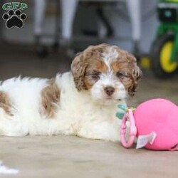 Robin/Cockapoo									Puppy/Male	/10 Weeks,Meet Robin, the most adorable Cockapoo puppy! He’s the perfect combination of sweet affection and lively energy. The Poodle in this boy makes him highly trainable and eager to please, always ready to learn new tricks that showcases his intelligence. Meanwhile, his Cocker Spaniel side brings a sweet, affectionate nature, making him a loving companion who thrives on human connection. His soft, hypoallergenic coat sheds very minimally, making him the perfect choice for those prone to allergies. Whether he’s prancing proudly by your side on a walk, playing a game, or snuggling up for a quiet moment, he will fill your days with joy!