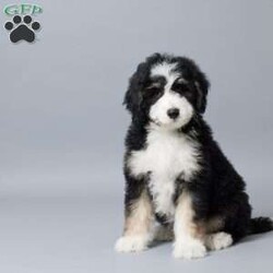 Donald/Mini Bernedoodle									Puppy/Male	/10 Weeks,Meet Donald, our sweet Mini Bernedoodle boy with a heart full of love! Raised with our family, he’s used to kids, cuddles, and lots of playtime. Donald is vet checked, microchipped, and up to date on his vaccines and dewormer—he’s happy, healthy, and ready to join your home. Whether it’s snuggling on the couch or running around the yard, Donald is always ready to be by your side. He’s just waiting to meet his forever family!