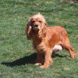 Jack/Cockapoo									Puppy/Male	/7 Weeks,Meet Jack, an irresistibly sweet and handsome little Cockapoo puppy! Playful and curious, he loves to explore his  surroundings, chase after toys, and hang out with his favorite people. Whether he’s showing off his adorable puppy zoomies or snuggling up for a good nap, he will bring endless joy to your home. While Cocker Spaniels are known for their sweet, affectionate temperament, Poodles bring intelligence and a playful spark — and this little boy is the perfect blend of both!