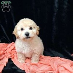 Nova/Bich-Poo									Puppy/Female	/13 Weeks,         Hi, I’m nova just look at my beautiful coat!!  I’m a sweet little tot .. I have an awesome Personality I’m playful I would love to cuddle on your lap ,and go places with you.. I am vet  check by a professional Veterinarian  , I’m up to date on vaccines and dewormer , Also microchipped, My dad weighs 13 pounds.My mom weighs 9.65 pounds .. I would love for you to come meet me , To schedule an appointment please call      
