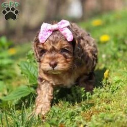 Angel/Cockapoo									Puppy/Female	/7 Weeks,Meet this beautiful Cockapoo puppy, Angel! She is a perfect bundle of joy with a bubbly, playful personality and an irresistibly lush coat. Full of charm and energy, this little one is always ready for an adventure or a cuddle, making every day brighter with tail wags and puppy kisses. With their affectionate nature and cheerful spirit, they’re the perfect companion for families, couples, or anyone looking for a loyal, loving friend. This gorgeous pup is sure to turn heads and steal hearts wherever they go!