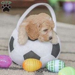 Bo/Cockapoo									Puppy/Male	/11 Weeks,Are you looking for a loveable and cuddly best friend? You will want to meet our family raised Cockapoos! They love to play and cuddle and will make a wonderful addition to your home. These puppies will be ready to go home on April 17th!