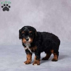 Colin/Cavapoo									Puppy/Male	/6 Weeks,Meet Colin, a sweet F1 Cavapoo with a heart full of love and a playful spirit! Raised in a caring environment, Colin has been well socialized and is used to being around people, making him a great fit for families of all sizes. He’s been vet checked, is up to date on vaccines and dewormer, and comes microchipped for your peace of mind. Colin also comes with a health guarantee, so you can feel confident bringing him home. His parents are AKC registered and have been genetically health tested, giving him a strong, healthy start. Colin is ready to bring joy, cuddles, and fun to his forever home. Delivery options are available if you’re not nearby. Don’t wait—Colin can’t wait to meet you!